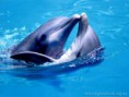 /album/fotogaleria/delfiny-jpg/