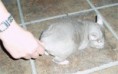 /album/fotogaleria/cincila-jpg/
